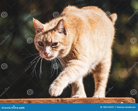 A Cat On The Prowl In My Backyard Stock Image Image Of Nose