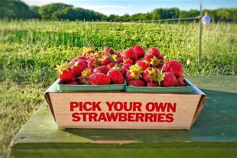 11 Places For The Best Strawberry Picking In Florida Fruit Picking Farms Near Me