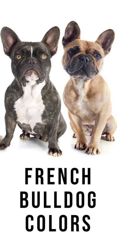 French Bulldog Colors All The Colors A Frenchie Can Have