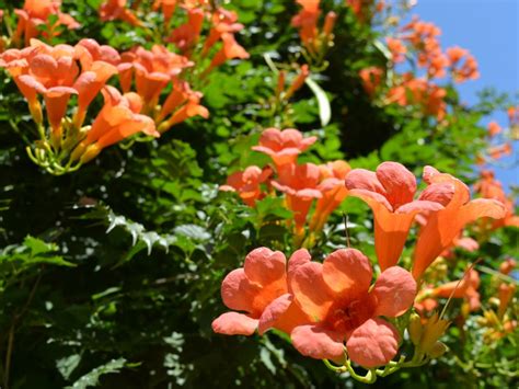 Killing Trumpet Vine: How To Kill Trumpet Vine In Your Yard
