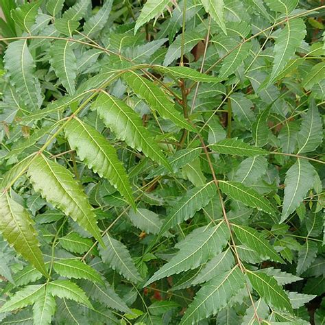 Neem trees also grow on islands in southern iran. Azadirachta indica KOHOMBA - Trees.lk