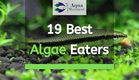19 Best Types Of Aquarium Algae Eaters Aqua Movement