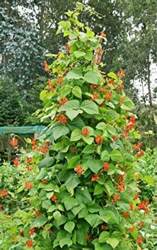 Top 7 Scarlet Runner Bean Seeds Vegetable Plants And Seeds Sepole