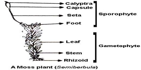 A Labelled Diagram Of A Moss