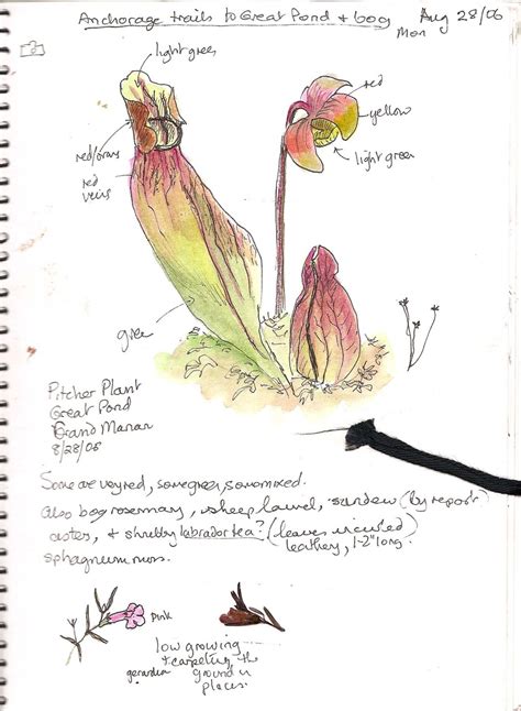 Line drawing is an art form with focus on contours. Botanical Drawing: Putting Life into Your Drawings - Rhode ...