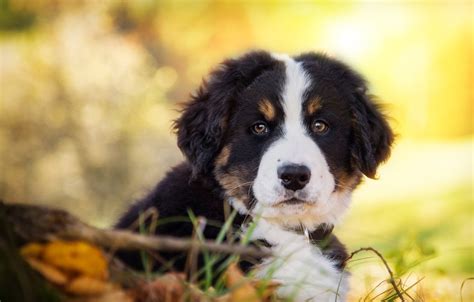 Bernese Mountain Dog 4k And 5k Hd Wallpaper Gallery
