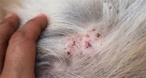 Lice On Cats Skin Cat Meme Stock Pictures And Photos