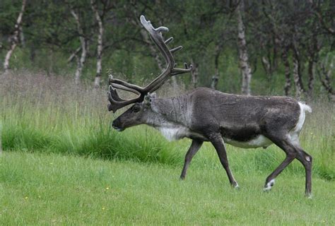 The Questionable History Of The Woodland Caribou Wxpr