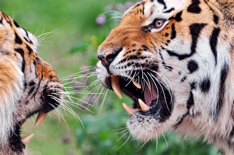 Wallpaper Face Grass Tiger Closeup Wildlife Switzerland Nikon