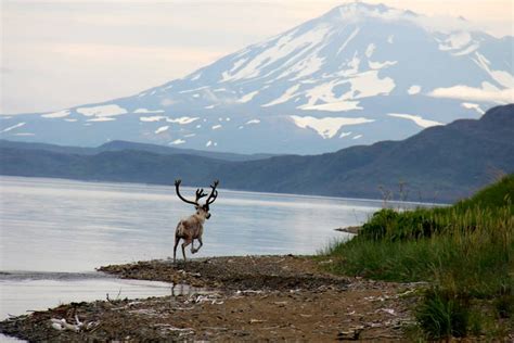 Top 10 Things To Do In Anchorage Ak No See Um Lodge