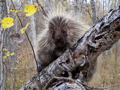 Porcupine — Edmonton And Area Land Trust