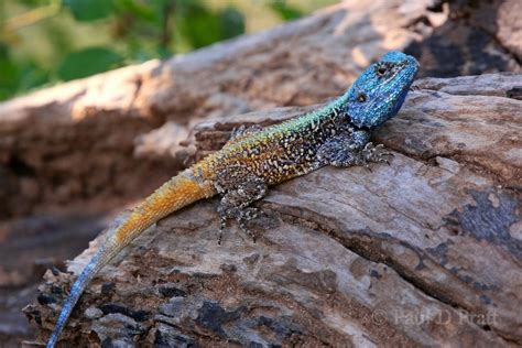 Southern Tree Agama Reptiles Of Botswana · Inaturalist