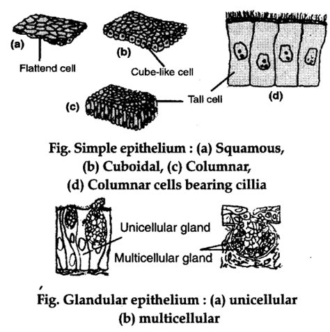 Describe Various Types Of Simple Epithelial Tissues With The Help Of