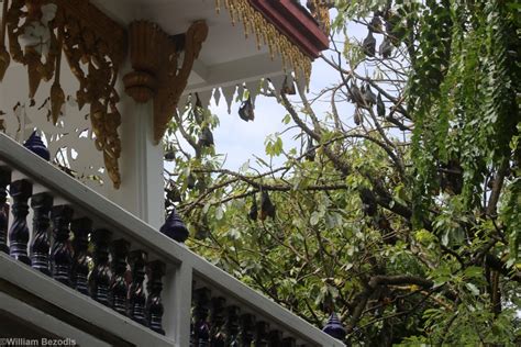 Flying Foxes At The Temple Wat Pho Bang Khla Zoochat
