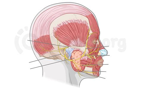 Anatomy Of The Facial Nerve Cn Vii Osmosis