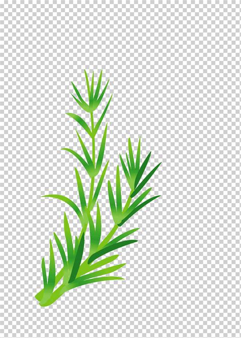 Ilustración de hierba de hoja vegetal hojas verdes hojas de acuarela