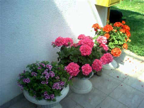 Slike od presano suhoo cvece. Prodaja biljki za okućnice Levanić, Cestica / Varaždin