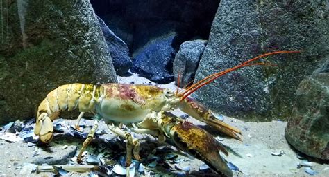 Lobster Underwater Free Stock Photo Public Domain Pictures