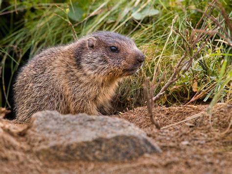 Marmot Stock Image Image Of Rodent Wildness Marmot 15042035