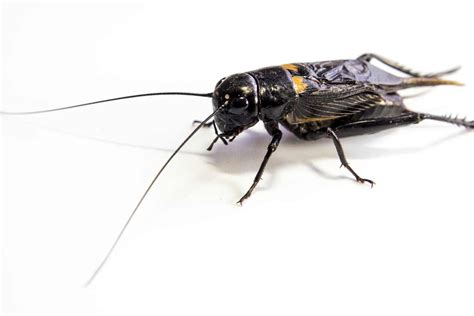 How To Get Rid Of Crickets The Bug Master Pest Control And Disinfecting