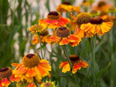 8 Best Fall Flowers Thatll Get You A Falltastic Garden Article On Thursd