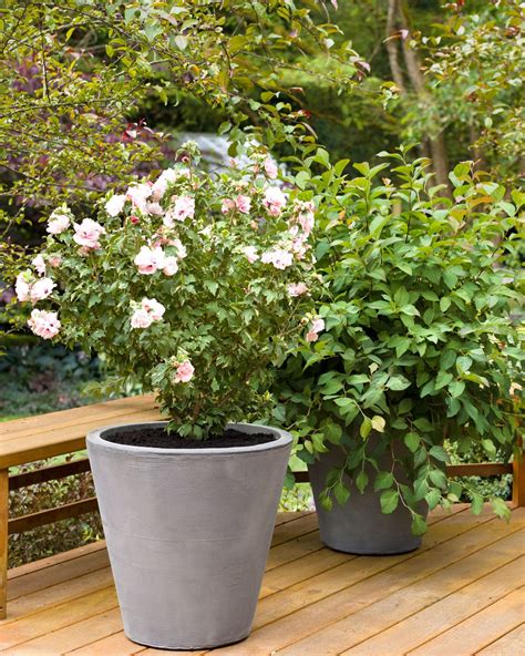 7 Best Types Of Shrubs For Planting In Containers