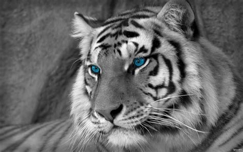 √ White Tiger Desktop Wallpaper