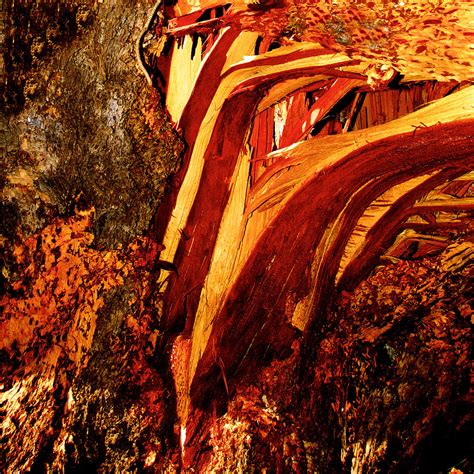 Abstract Art Tree Stump Photograph By Rudolf Volkmann Pixels