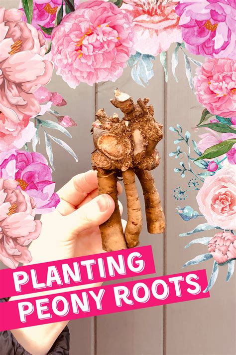 planting peony roots in the spring flower garden bare root peonies video tutorial bare