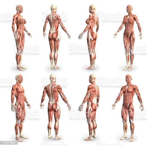8 Hires Images In 1 Male And Female Bodies With Muscle Map Anatomy