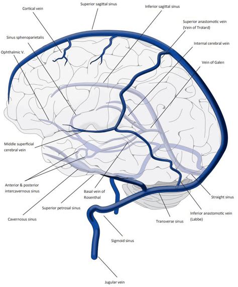 Illustration Of The Anatomy Of The Cerebral Sinus And Veins 7 Download Scientific Diagram