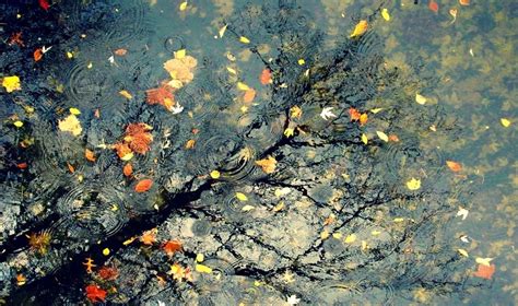 Lightsound Torch Through The Autumn Rain — Steemit
