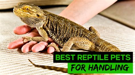 Best Reptile Pets For Handling