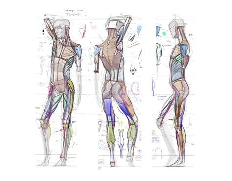 Figuredrawing Info News Anatomy Lecture Anatomy Life Drawing