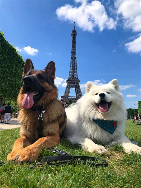 What is the official flower of stellis? A couple of good dogs in Paris. : Eyebleach