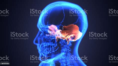 Sinusitis Of Human Skull With Inflamed At Sinus 3d Illustration Stock