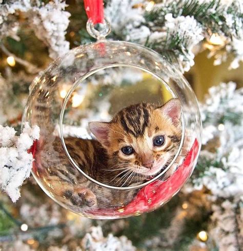 Pin By Linda Kortright On Kittens And Cats2 Christmas Cats