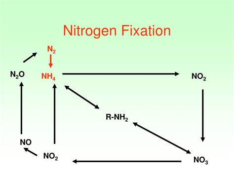 Ppt Nitrogen Cycle Powerpoint Presentation Free Download Id1267769