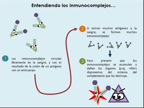 Immunis Lupus Eritematoso Sistémico Les Y Complemento