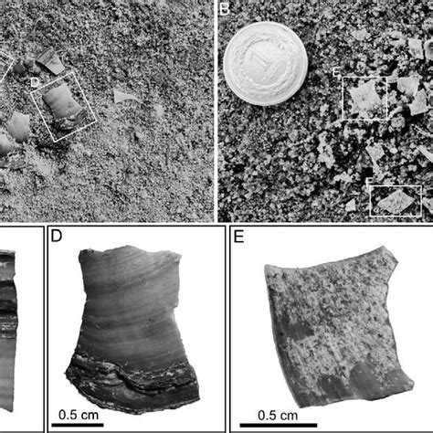 Pdf Trends In Shell Fragmentation As Evidence Of Mid Paleozoic