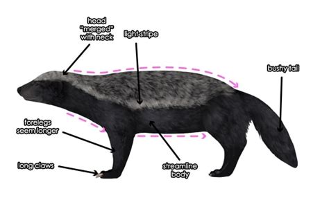 Honey Badger Facts Top 15 Interesting Facts