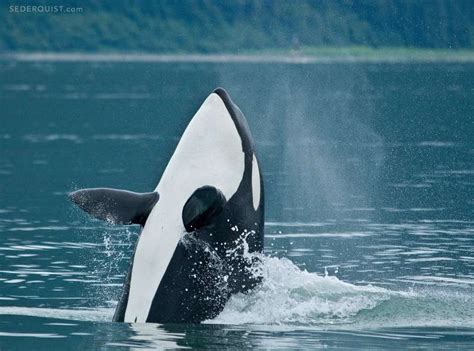 Spyhopping Orca Alaska Betty Sederquist Photography