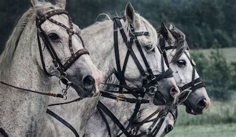 Top 10 Medieval War Horse Breeds The Legacy Of Medieval War Horses