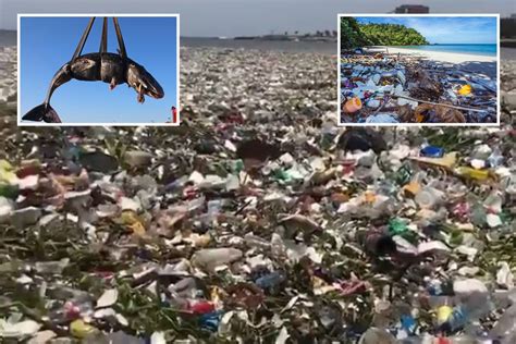 Shocking Images Reveal The Devastating Impact Of Plastic Pollution In