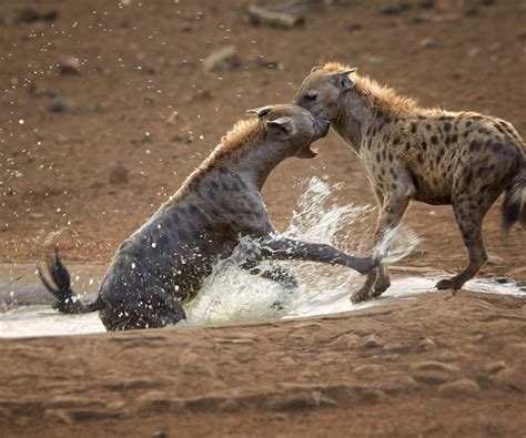 Animals Of Africa Big Five Small Five Shy Five And Ugly Five Animals