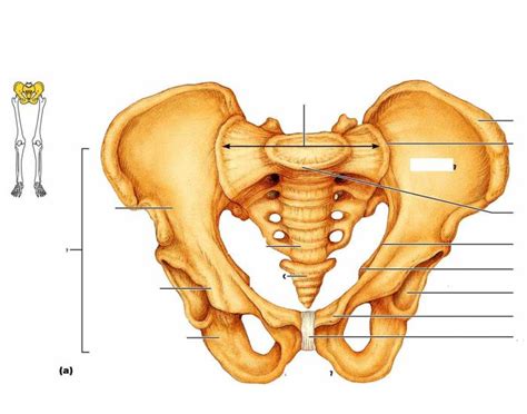Pelvic Girdle Anatomy Labeled The Pelvic Girdle Each Hip Bone In