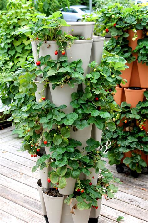 A Complete Guide To Creating A Vertical Strawberry Planter Plus How To