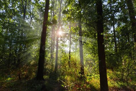 Sunbeams Go Through The Trees Branches In Morning Forest Stock Photo