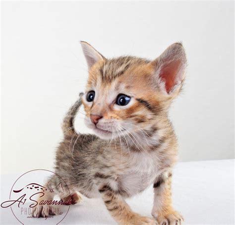 Sophia Sbt Female Savannah Kitten — A1 Savannahs
