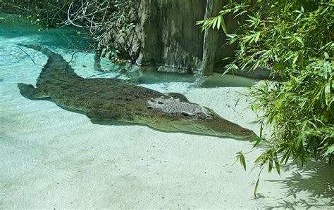 Saltwater Crocodile Fort Worth Zoo Fort Worth Tx Klb2305 Flickr